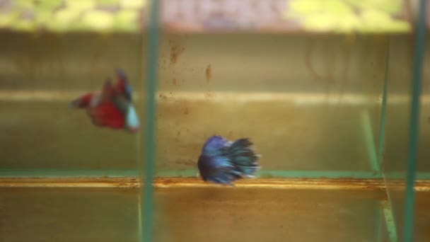 Siamés Luchando Contra Peces Nadando Agresivamente Sus Pequeños Tanques — Vídeos de Stock