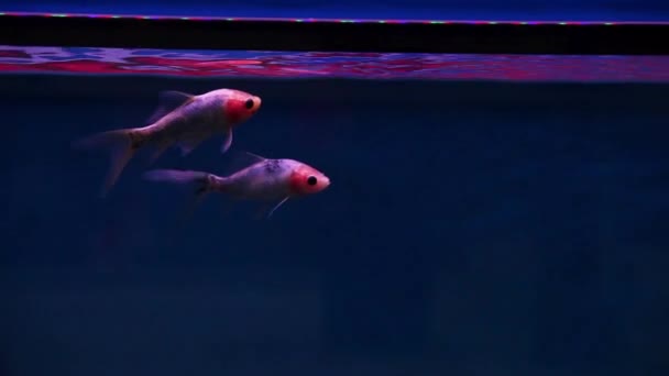 Shubunkin Ryby Pływające Ramce Przed Szybkim Wyjazdem Ponownie — Wideo stockowe