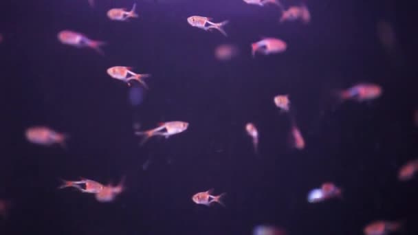 Schule Der Winzigen Minos Schwimmt Sporadisch Frisch Angelegten Aquarienfischbecken — Stockvideo