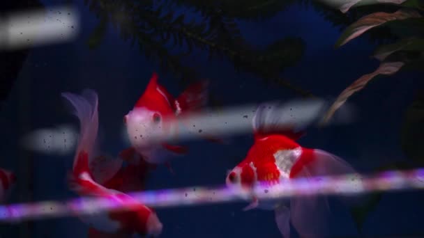 Ryukin Ryb Niedawno Umieszczone Akwarium Zbiornika Pływanie Wśród Własnego Gatunku — Wideo stockowe