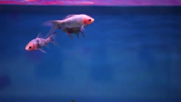 Shubunkin hal úszik együtt az új akvárium tartály.