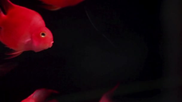 Школа Яскравих Дискових Риб Плавають Разом Новому Акваріумному Акваріумі Розкішні — стокове відео