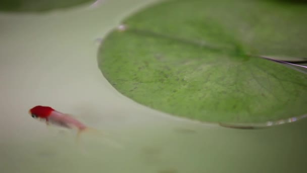 Oranda Vissen Zwemmen Samen Aquarium Tank — Stockvideo