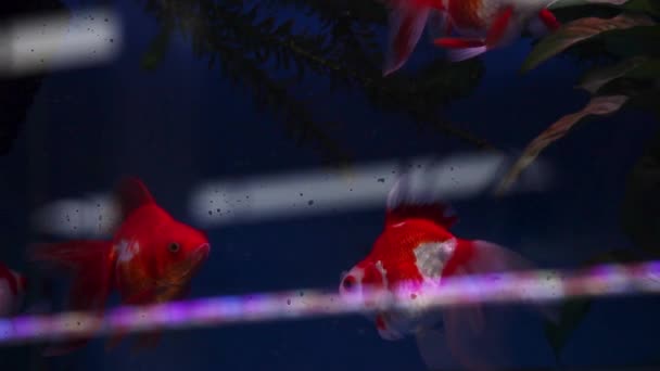 Poissons Ryukin Récemment Placés Dans Aquarium — Video