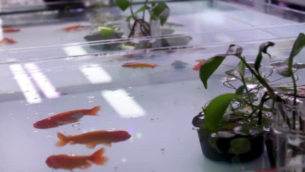 Acquario Aperto Del Serbatoio Del Pesce Acqua Dolce Visualizzato Nel — Video Stock