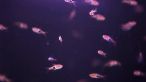 School of Minos úszás véletlenszerűen édesvízi akvárium akvárium akvárium.