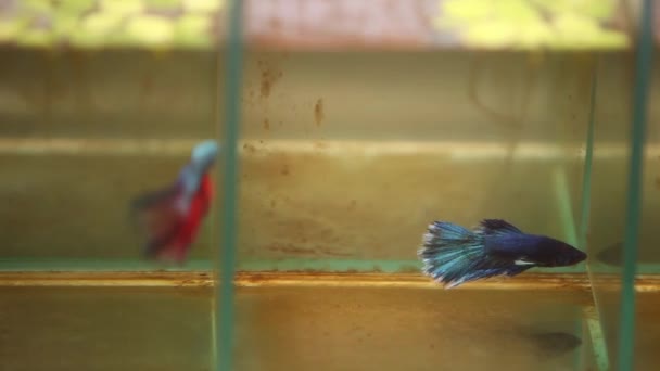 Los Siameses Luchan Contra Los Peces Nadando Agresivamente Sus Pequeños — Vídeos de Stock