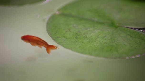 Oranda Kala Yhdessä Uudessa Avoimessa Akvaariokalasäiliössä — kuvapankkivideo