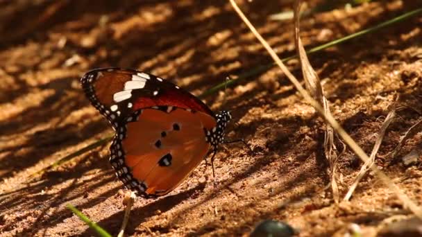 Mariposa Encontrando Sombra Del Sol Del Desierto — Vídeo de stock