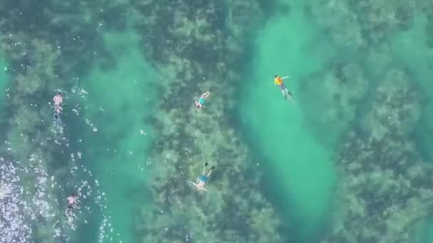 Florida Keys Snorkeling Con Pesce — Video Stock