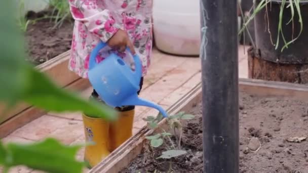 Pequenas Plantas Rega Criança Tenra Idade — Vídeo de Stock