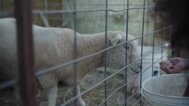 在一个爱抚动物的动物园农场人工喂养一只华丽的毛茸茸的白羊 动作缓慢 — 图库视频影像
