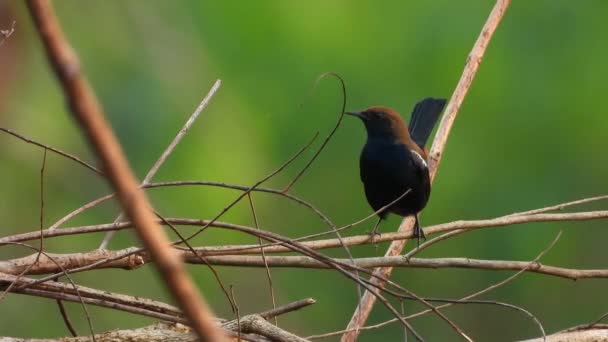 Indian Robin Tree Uhd Mp4 Video — Stock Video