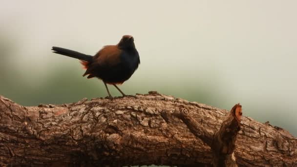 Indian Robin Tree Mp4 Video — Stock Video