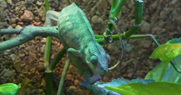 Panther Chameleon Furcifer Pardalis Species Chameleon Found Madagascar Male Panther — Stock Video