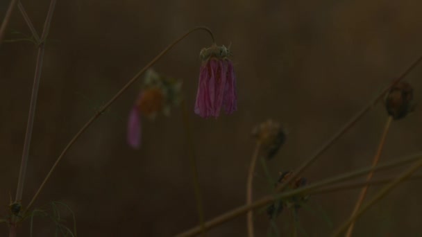 Flor Cosmos Seca Marchita — Vídeos de Stock