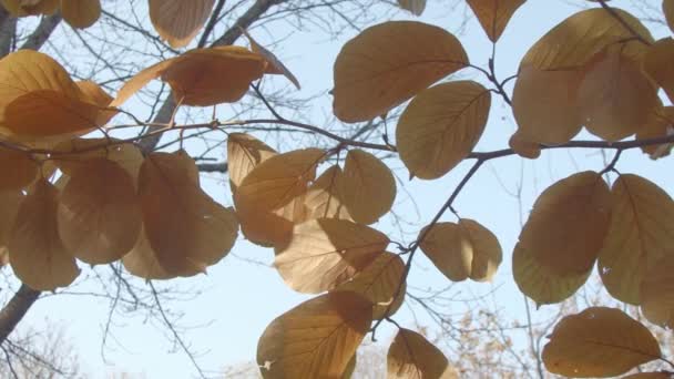 Bosque Otoño Rama Árbol Con Hojas Amarillas — Vídeos de Stock