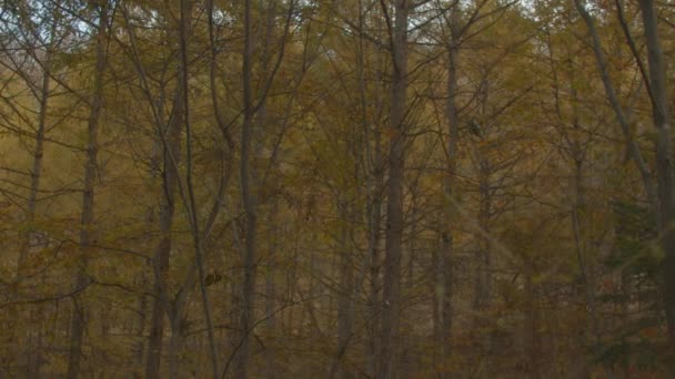 Ліс Восени Гілка Дерева Жовтим Листям — стокове відео