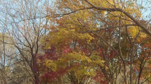 Les Podzim Strom Větev Žlutými Červenými Listy — Stock video