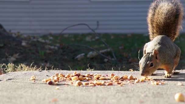 Tupai Berlari Sampai Patio Untuk Makan Kacang — Stok Video