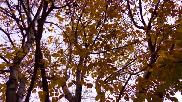 Sylwetka Pomarańczowych Liści Dmuchanie Wietrze Durring Jesienny Sezon Zbliżenie Clouldy — Wideo stockowe