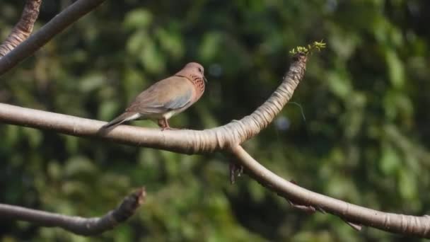 Colombe Rieuse Dans Arbre — Video