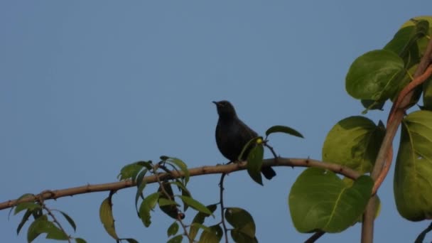 Indio Robin Pájaro Árbol — Vídeo de stock