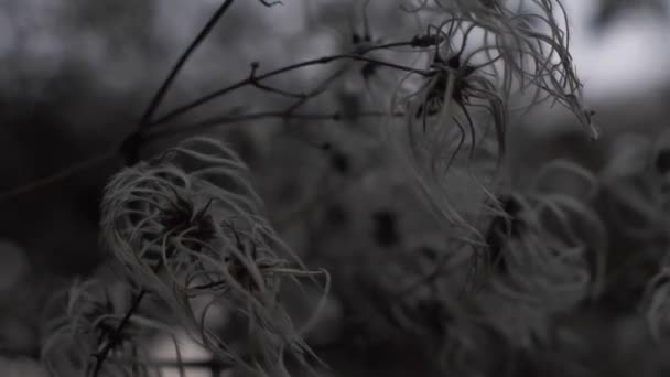 Eine Wunderbare Löwenzahnblüte Weiß Der Farbe Löwenzahn Ist Mit Eisflocken — Stockvideo