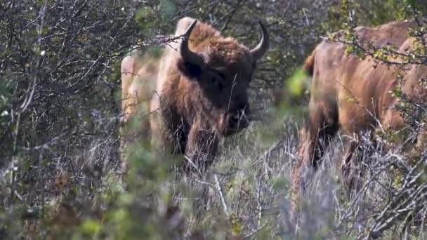 Bisonte Europeu Bonasus Uma Moita Olhando Redor Tchecoslováquia — Vídeo de Stock