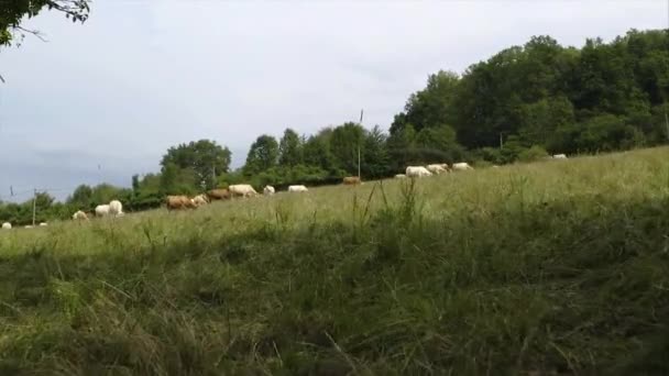 Eine Drohne Fliegt Zwischen Bäumen Über Einer Rinderherde Die Auf — Stockvideo