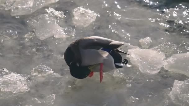 Mallard Duck Anas Platyrhynchos Ice Lake Preening Feathers Canada Rallentatore — Video Stock