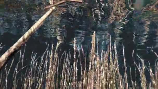 Κολυμπήστε Ανάμεσα Στα Φύκια Κοντά Στην Επιφάνεια Του Νερού Προβολή — Αρχείο Βίντεο