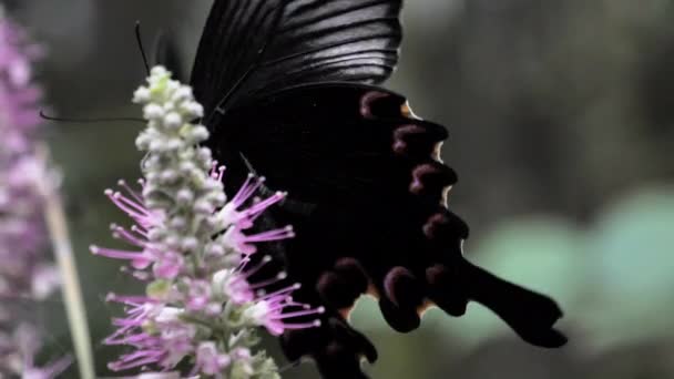 Slow Motion of Black Butterfly, China