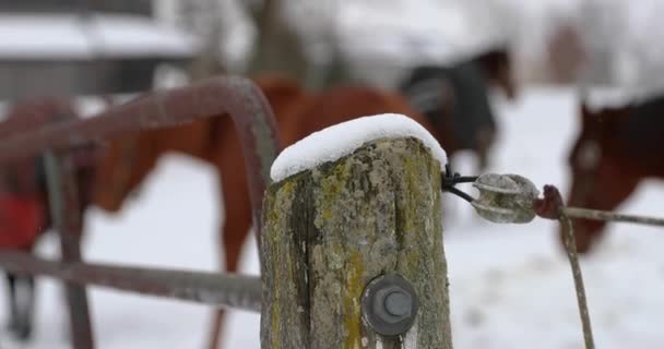 Hästar Står Bredvid Staketet Vintern — Stockvideo