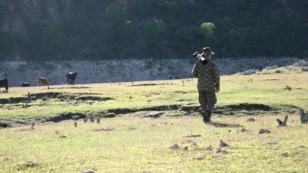 野生のカモフラージュ写真家が真の自然を歩いている間 牛は夏の日に背景に放牧されています ワイドショット — ストック動画