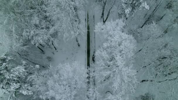 冬の間の田舎道の間の雪に覆われたパインの森の木の上ポーランドのPieszkowoで 空中射撃 — ストック動画