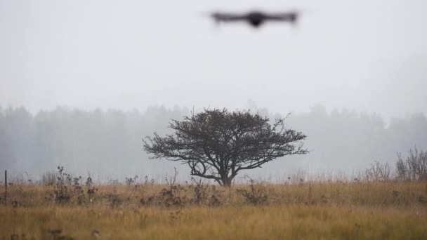 Мавік Pro2 Дрон Нависає Потім Літає Над Деревом Осінь Туманність — стокове відео