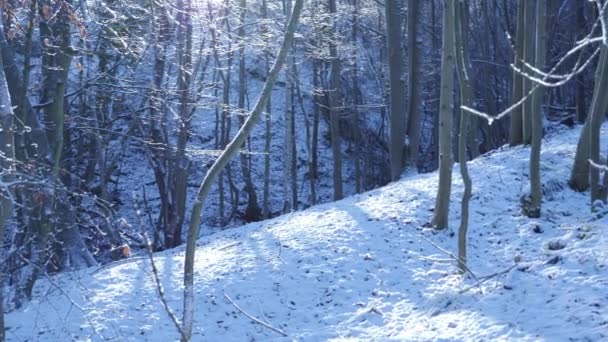 Взимку Лісах Прохолодних Вечірніх Променях Сонця Мерехтіли Дерева Шотландський Сніг — стокове відео