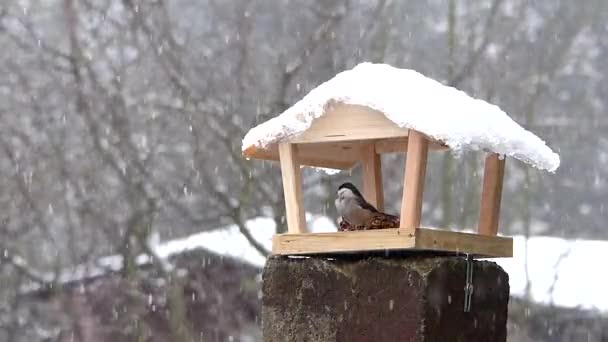 Marsh Tit Willow Tit Flies Eat Bird Feeder Scared Great — Vídeos de Stock