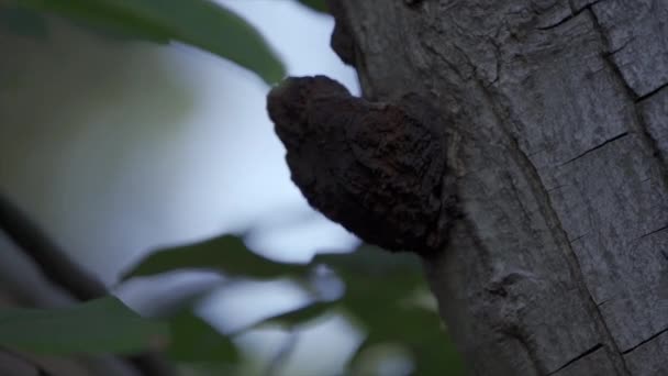 Arbre Écorce Naturelle Exceptionnelle — Video