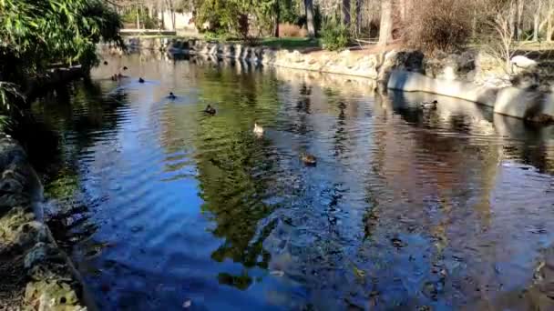 马德里的退休公园里 一排鸭子排成一排 像池塘一样在河里游动 这是一个阳光明媚的日子 阳光在水面上反射出大量的光芒 树反映在水面上 — 图库视频影像