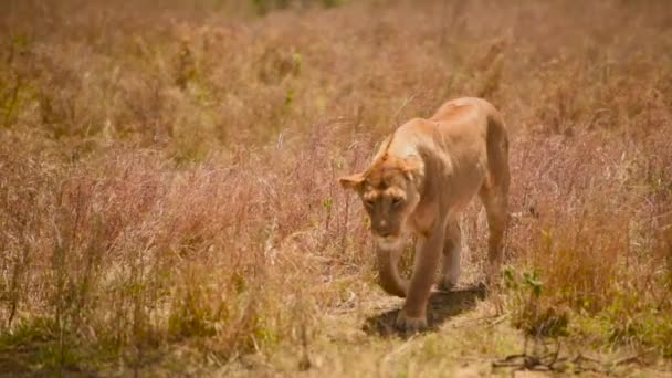 ライオン歩く方へ彼女の男性コンパニオンでSerengeti国立公園 タンザニア ハンドヘルドトラッキングショット — ストック動画