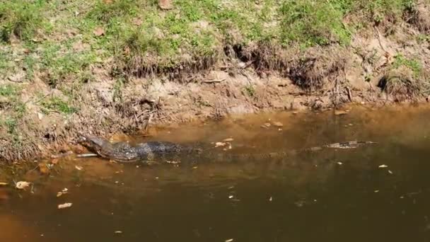 Asian Water Monitor Varanus Salvator Khao Yai National Park Таїланд — стокове відео