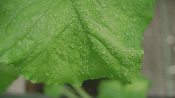 Makro Skott Regn Ett Blad Vatten Fukt Droppar Gröna Blad — Stockvideo