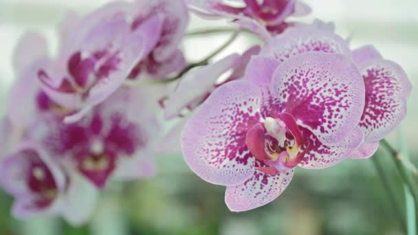 Delikatnie Kwitnące Fioletowe Storczyki Piękna Fioletowa Orchidea Przyrodzie Różowy Kwiat — Wideo stockowe