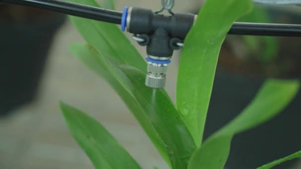 Water Planten Systeem Groeien Tuin Oogst Biologische Producten Verse Groenten — Stockvideo