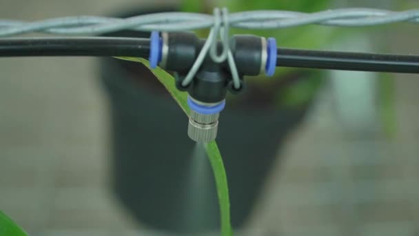 System Der Bewässerung Von Pflanzen Garten Ernte Von Bioerzeugnissen Mit — Stockvideo