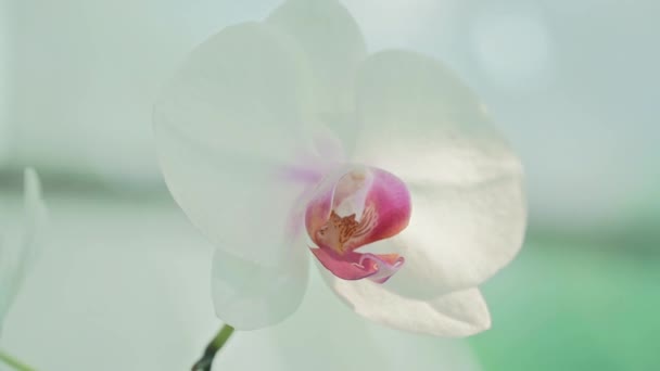 Flores Orquídeas Florecen Primavera Adornan Belleza Naturaleza Una Rara Orquídea — Vídeos de Stock