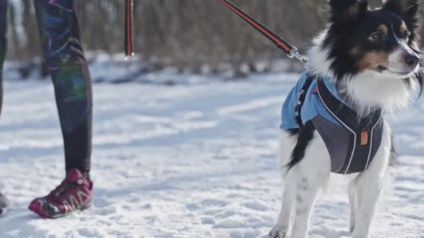 Собака Мереживом Дивиться Спереду Зимовому Лісі — стокове відео