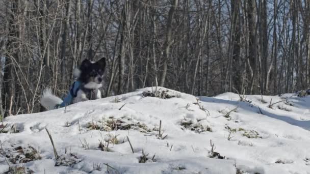 小さな雪の丘を飛び越える犬 — ストック動画